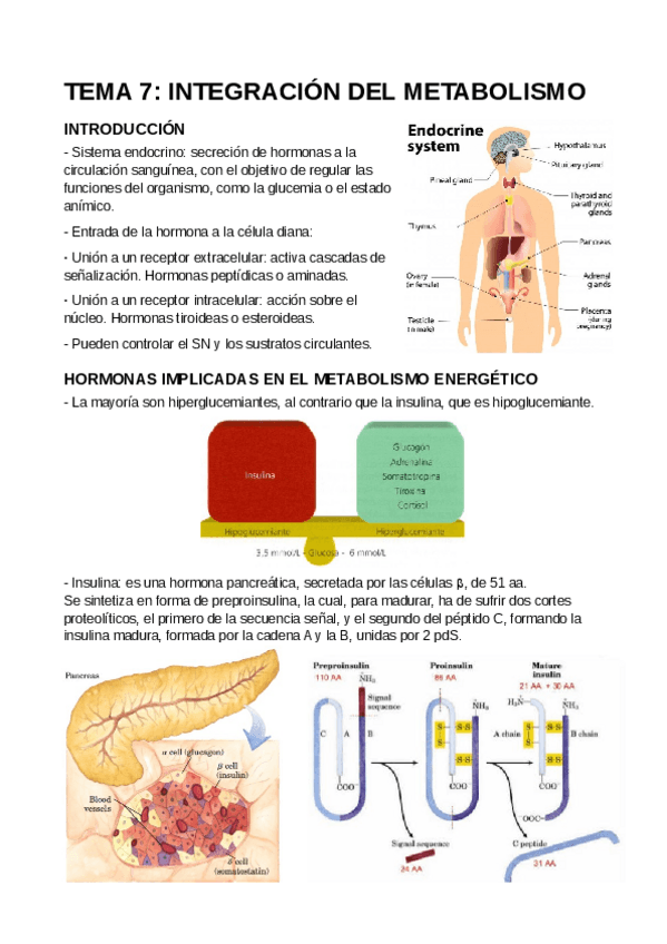 Miniatura del documento T7-Integracion-de-procesos-metabolicos.pdf