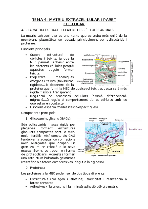Miniatura del documento Tema 4 Matriu extracel·lular i paret cel·lular.docx