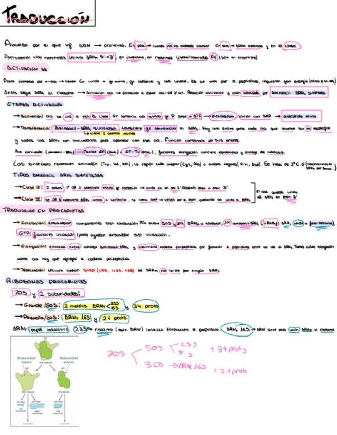 Miniatura del documento Tema-10.-Traduccion.pdf