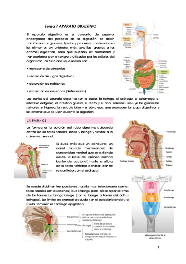 Miniatura del documento Tema-7-APARATO-DIGESTIVO-P1.pdf