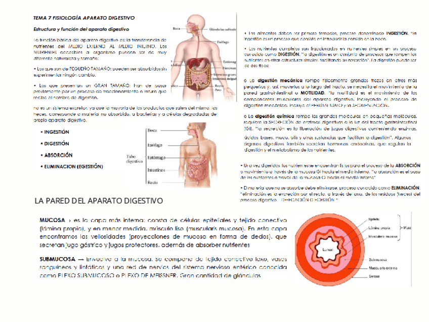 Miniatura del documento tema-7-fiisologia.pdf