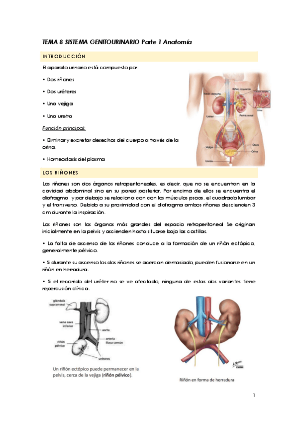 Miniatura del documento TEMA-8-SISTEMA-GENITOURINARIO-Parte-1-Anatomia.pdf
