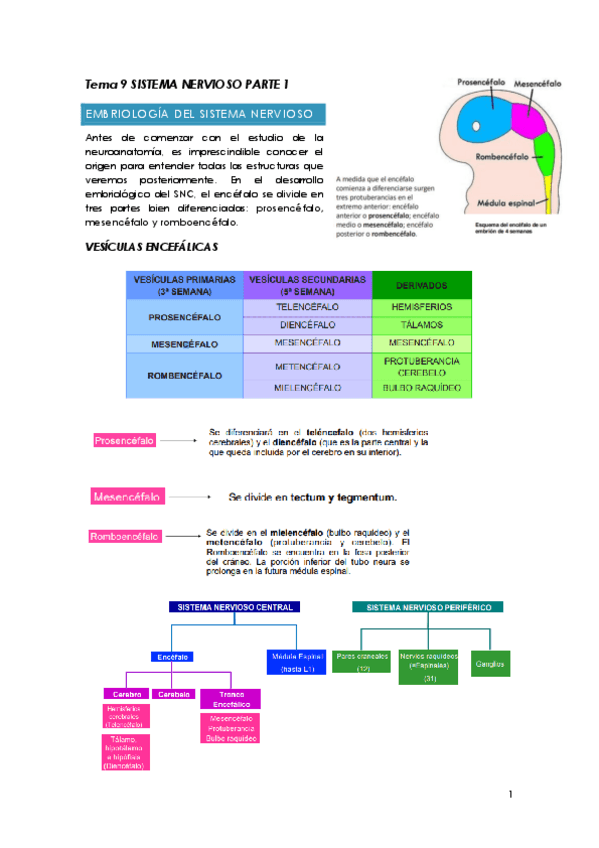 Miniatura del documento Tema-9-SISTEMA-NERVIOSO-PARTE-1.pdf