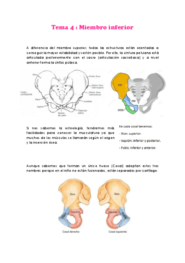 Miniatura del documento Tema-4-MIEMBRO-INFERIOR.pdf