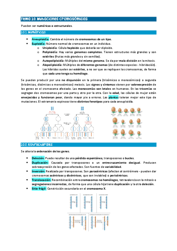 Miniatura del documento Tema-10.-Mutaciones-cromosomicas.pdf