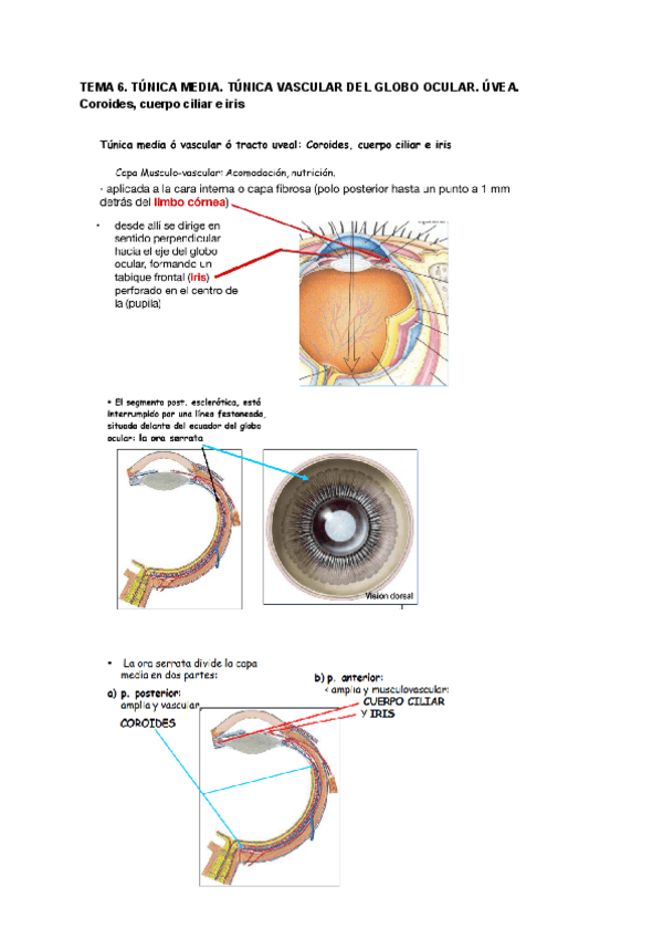 Miniatura del documento Tema-6-ANATOMIA.pdf