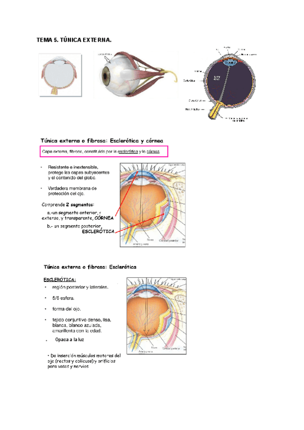 Miniatura del documento Tema-5-ANATOMIA.pdf