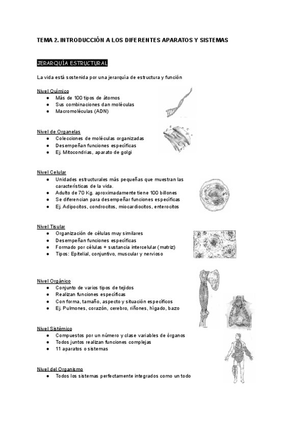 Miniatura del documento Tema-2-ANATOMIA.pdf