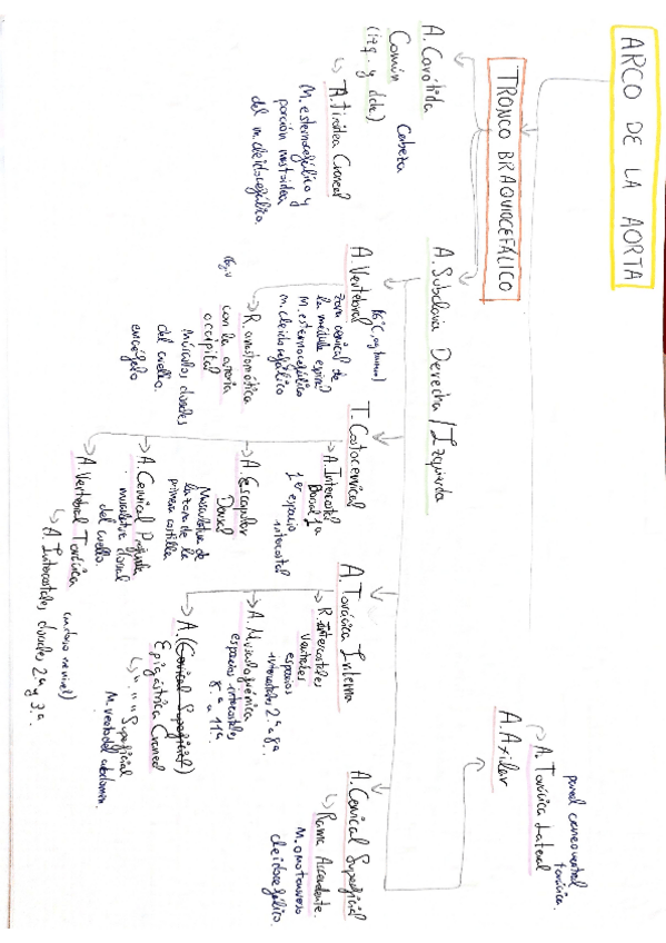 Miniatura del documento Esquema-de-Arterias.-LOCOMOTOR.pdf