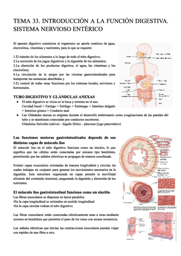 Miniatura del documento T33.-DIGESTIVO.-FISIO-APUNTES.pdf