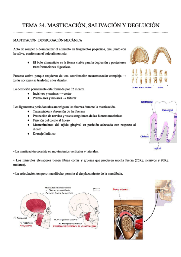 Miniatura del documento T34.-DIGESTIVO.-FISIO-APUNTES.pdf