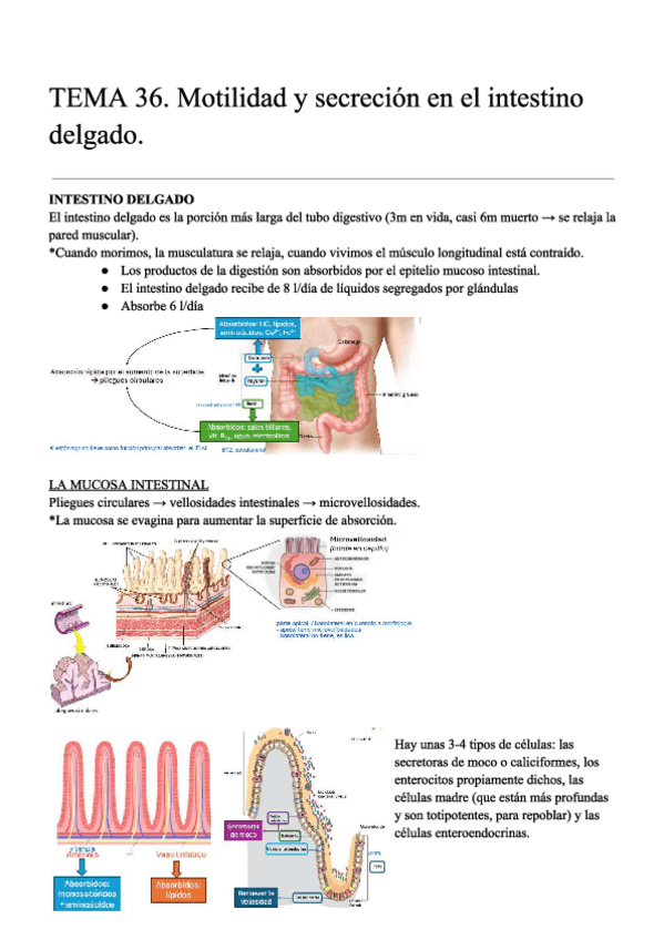 Miniatura del documento T36.-D.-FISIO-APUNTES.pdf