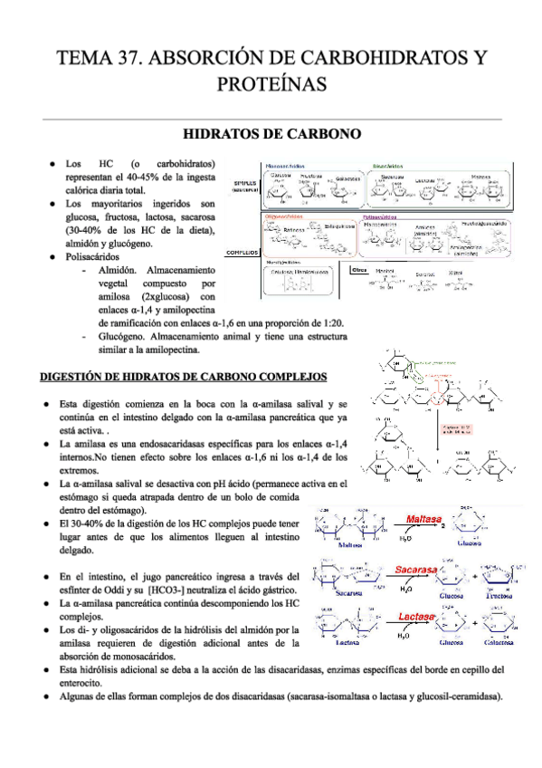 Miniatura del documento T37.-D.-FISIO-APUNTES.pdf