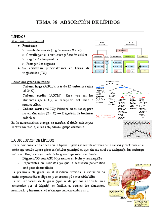 Miniatura del documento T38.-D.-FISIO-APUNTES.pdf