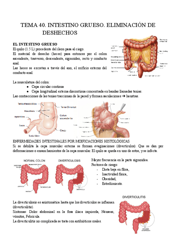 Miniatura del documento T40.D.-FISIO-APUNTES.pdf