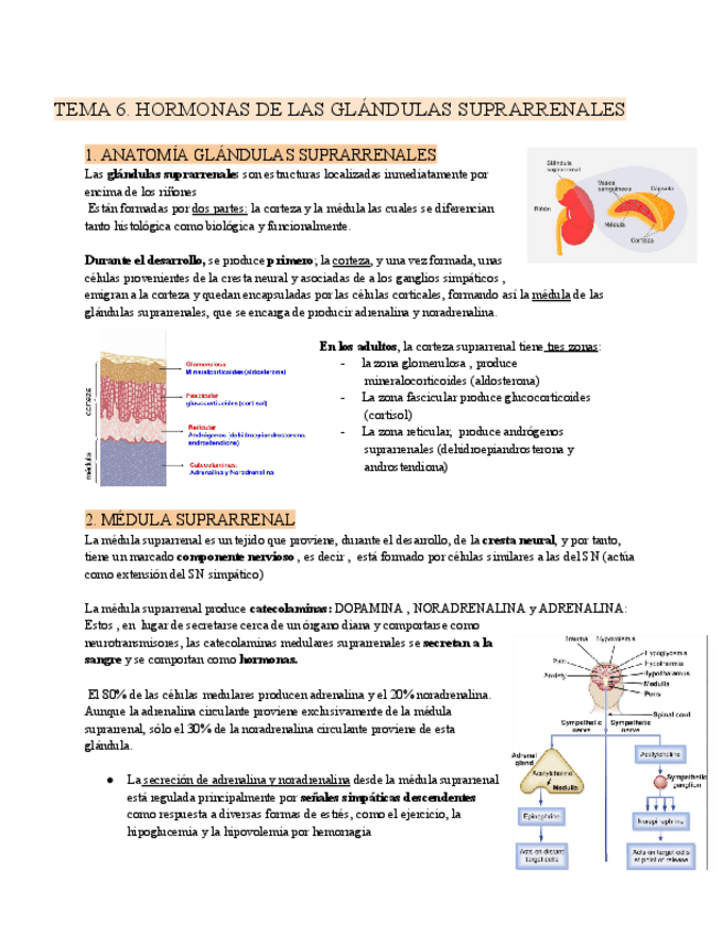 Miniatura del documento T56-Y-7.-ENDOCRINO.-FISIO.pdf
