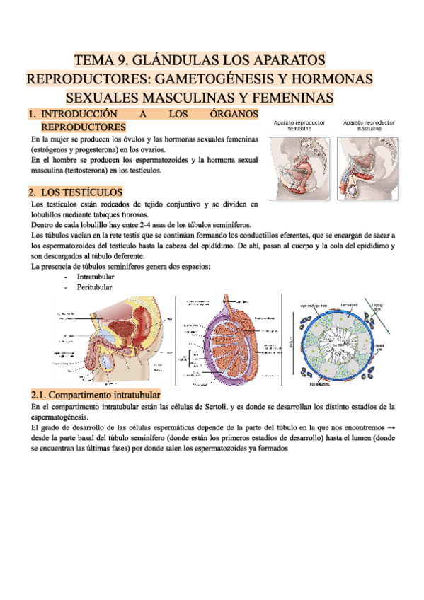 Miniatura del documento T9.-ENDOCRINO.-FISIO.pdf