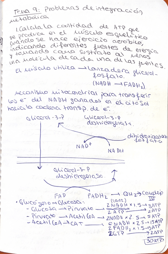 Miniatura del documento Ejercicios-rutas-metabolicas.pdf