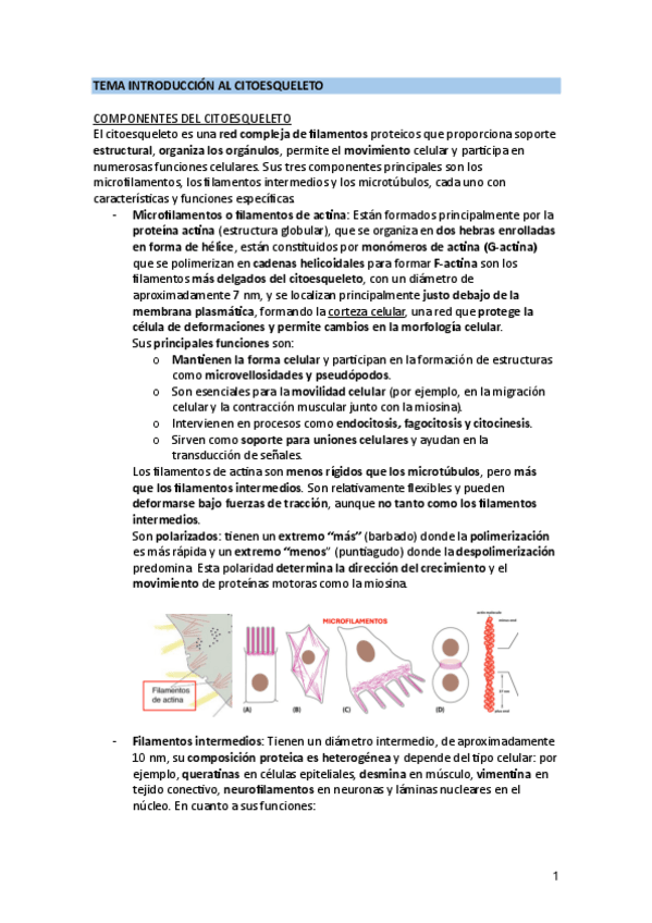 Miniatura del documento TEMA-INTRODUCCION-AL-CITOESQUELETO.pdf
