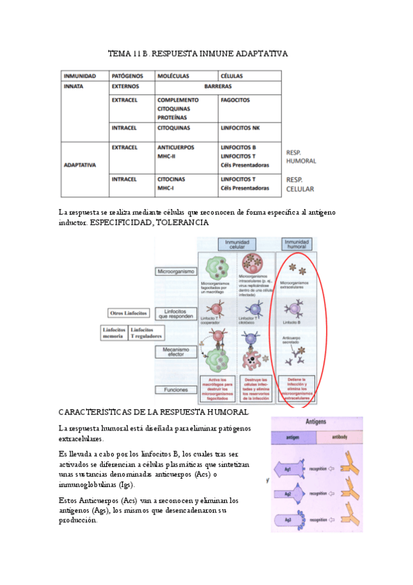 Miniatura del documento TEMA-11-B.pdf