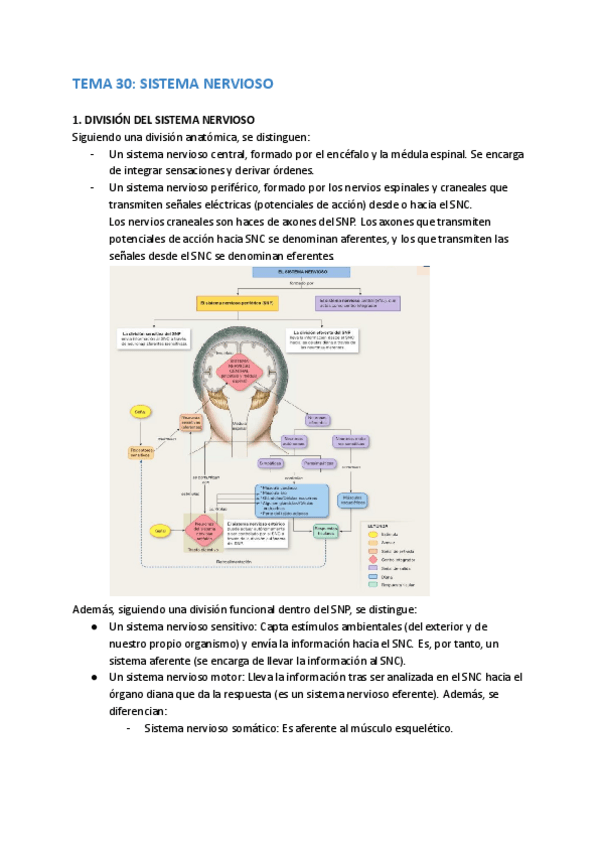 Miniatura del documento TEMA-30-SISTEMA-NERVIOSO.pdf