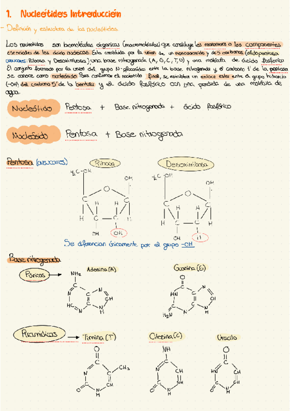 Miniatura del documento Acidos-Nucleicos-ADN-Y-ARN.pdf