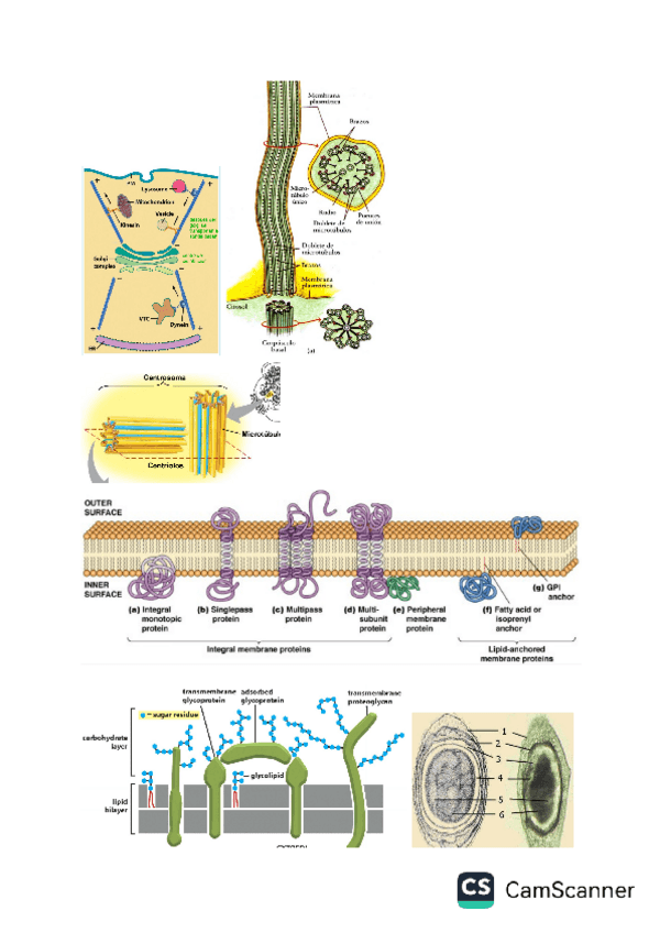 Miniatura del documento IMAGENES-IMPORTANTES-BIOQUIMICA.pdf