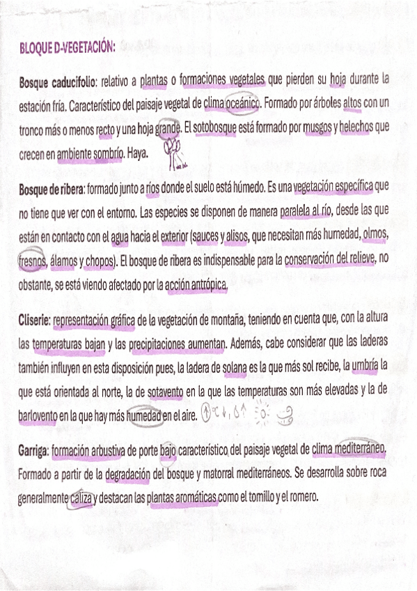 Miniatura del documento TERMINOS-GEOGRAFIA-vegetacion.pdf