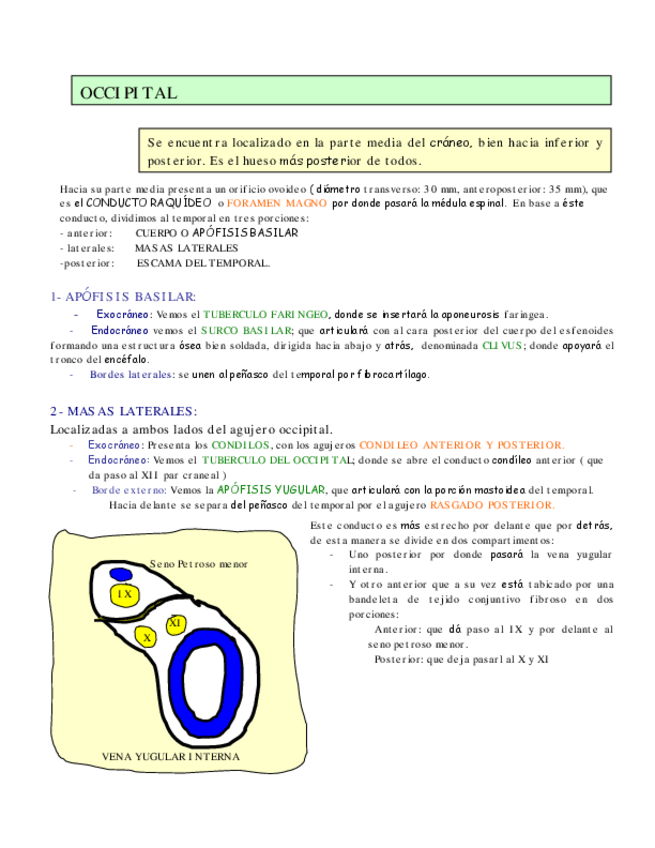 Miniatura del documento Hueso-Occipital.pdf