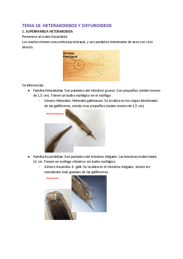 Miniatura del documento TEMAS-18-19-y-20.pdf