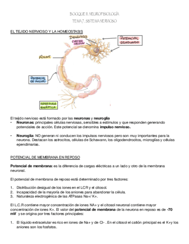 Miniatura del documento Tema-7.-Sistema-Nervioso.pdf