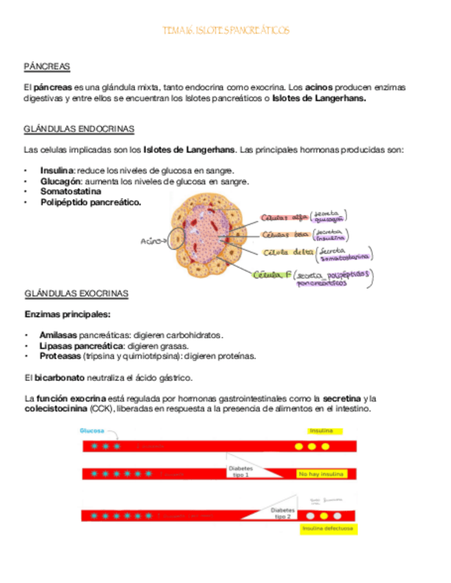Miniatura del documento Tema-16.-Islotes-Pancreaticos.pdf
