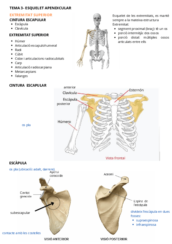 Miniatura del documento TEMA-3-ESQUELET-APENDICULAR.pdf