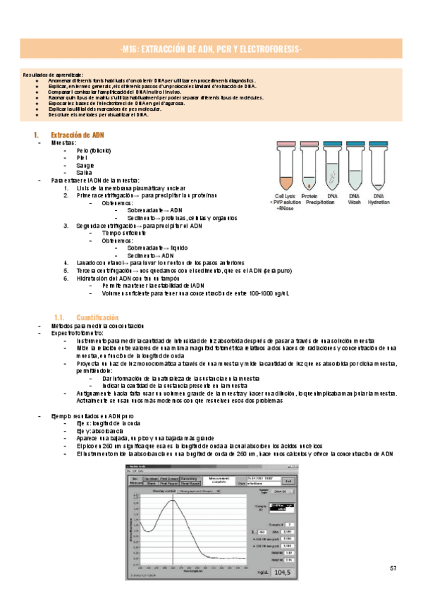 Miniatura del documento M16-EXTRACCION-DE-ADN-PCR-Y-ELECTROFORESIS-.pdf