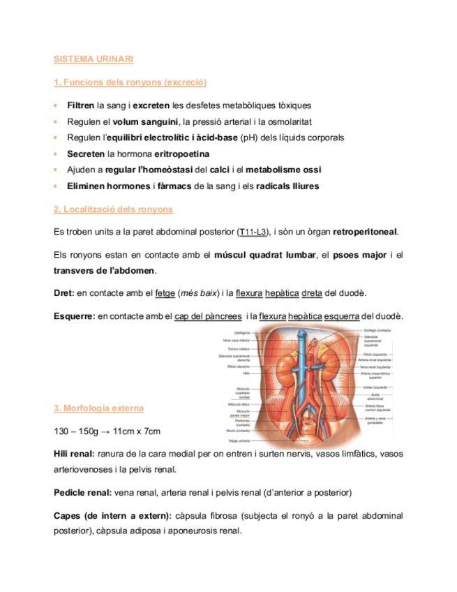 Miniatura del documento Sistema-urinari-anatomia.pdf