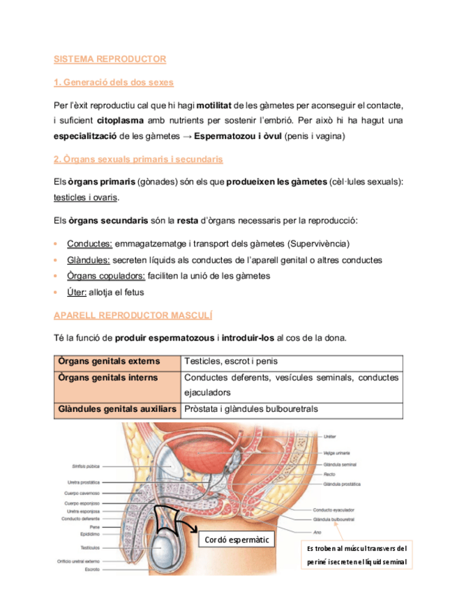 Miniatura del documento Sistema-reproductor-anatomia.pdf