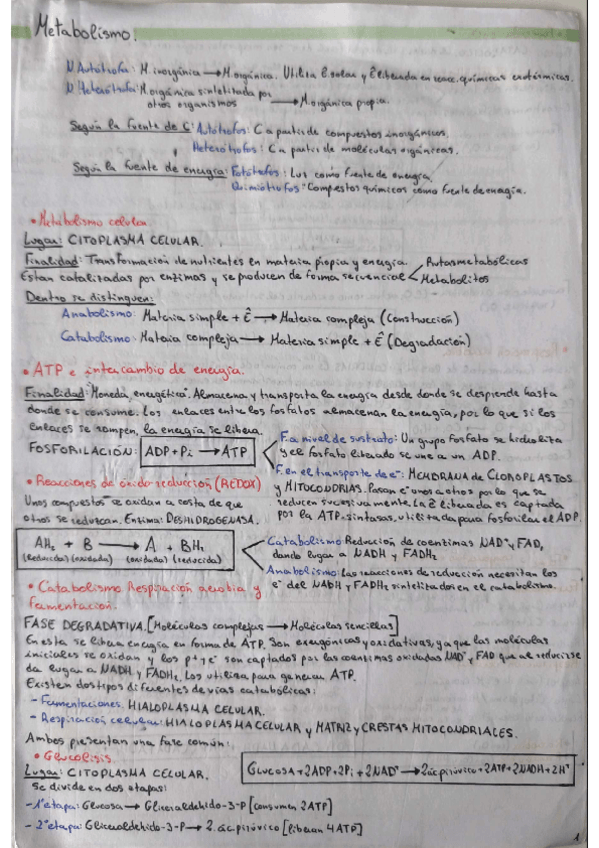 Miniatura del documento Metabolismo.pdf