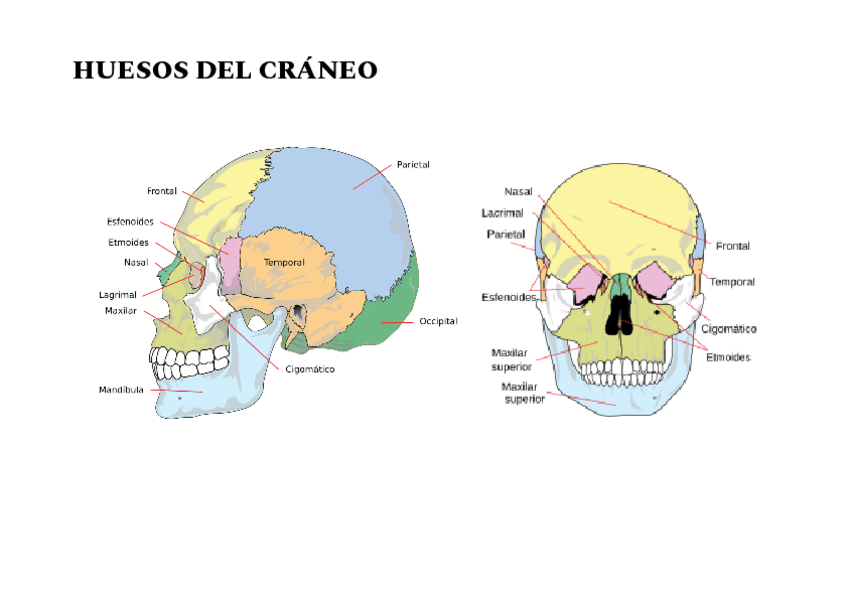 Miniatura del documento HUESOS-DEL-CRANEO.pdf