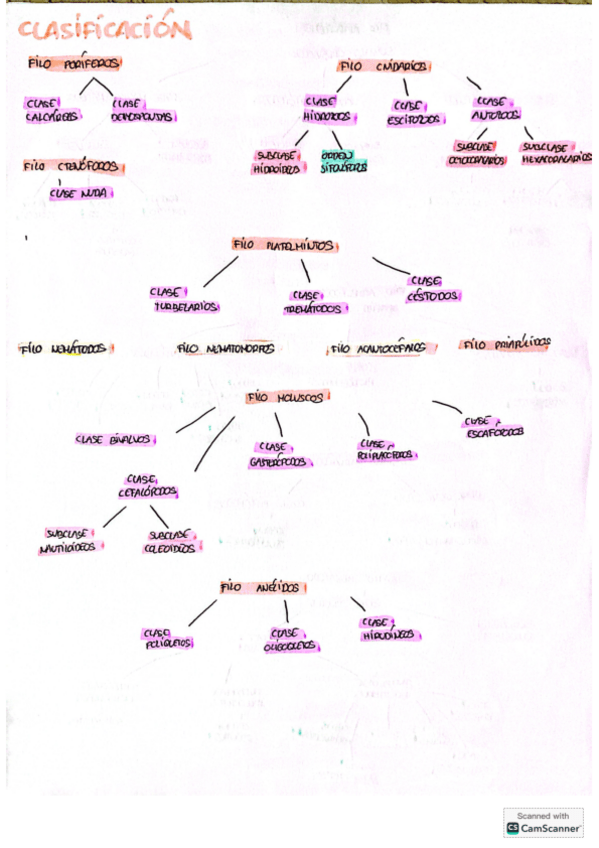 Miniatura del documento esquema-clasificacion-animales.pdf