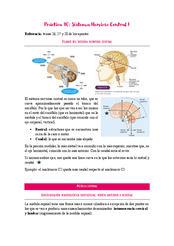 Miniatura del documento Practica-10-anatomia-especial.pdf