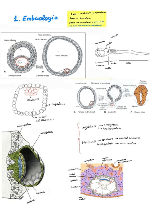 Miniatura del documento Apuntes-practica-anatomia.pdf