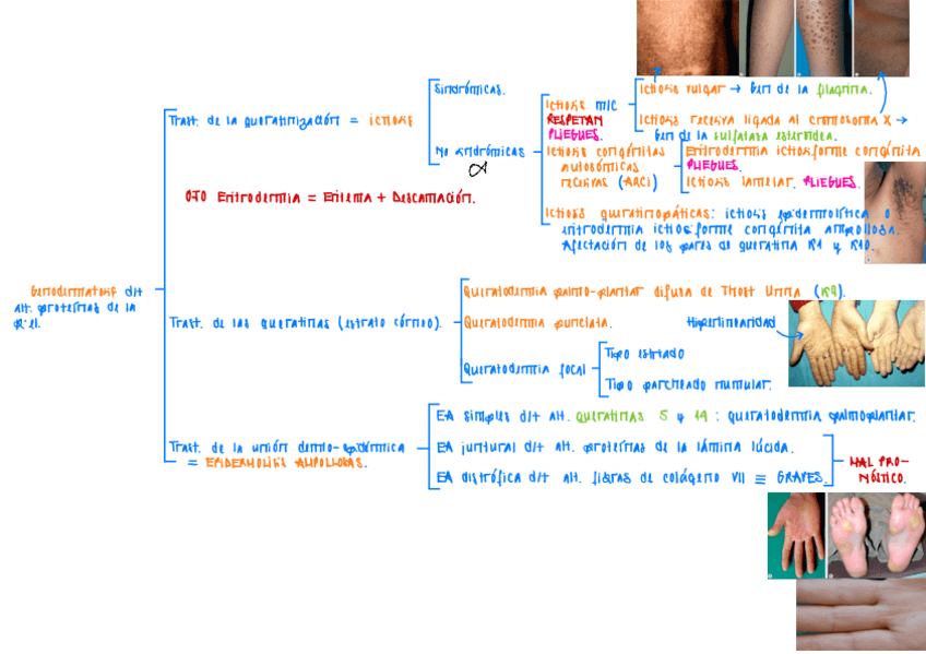 Miniatura del documento Genodermatosis.pdf