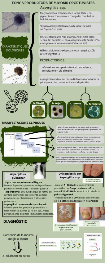 Miniatura del documento Infografia-bacteries.pdf