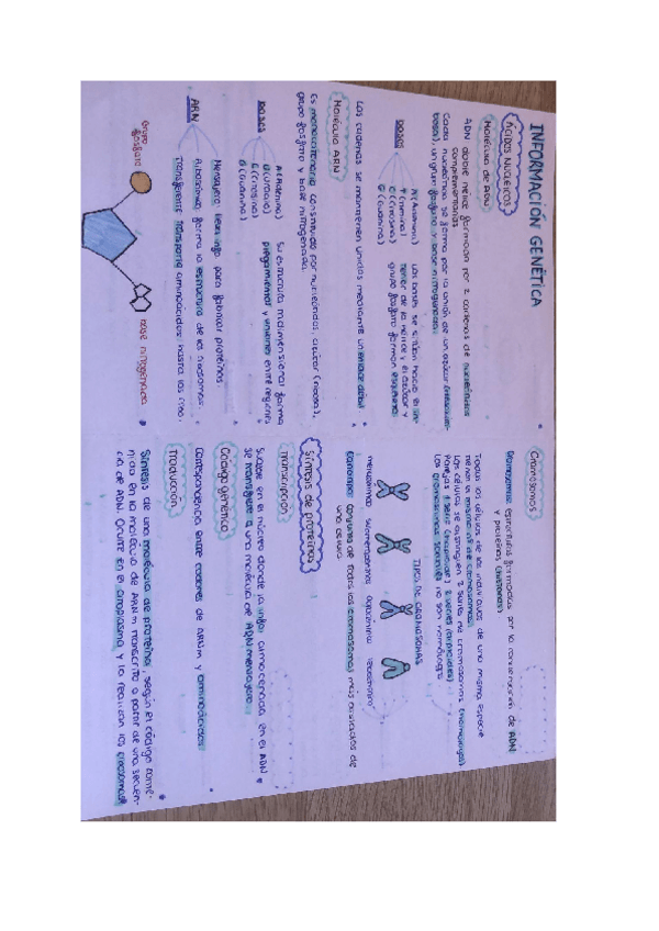 Miniatura del documento Informacion-genetica.pdf