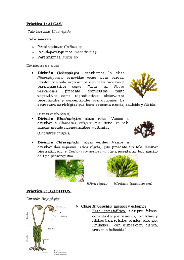 Miniatura del documento RESUMEN TODO.docx