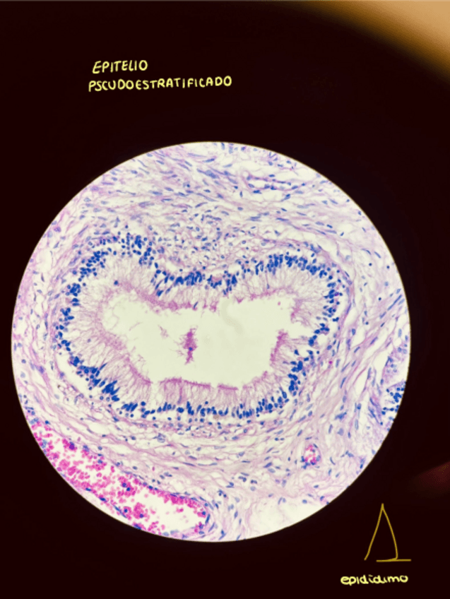 Miniatura del documento Seminario-2-histologia-I.pdf