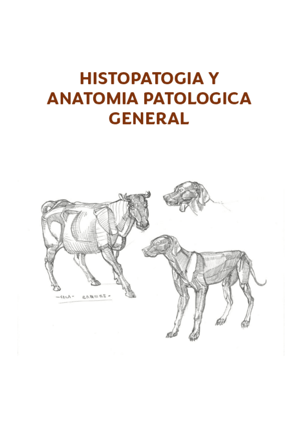 Miniatura del documento INTRODUCCION-A-LA-ASIGNATURA.pdf