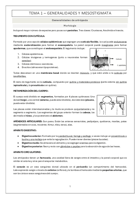 Miniatura del documento Primer-examen-Artropodos-temas-1-4.pdf