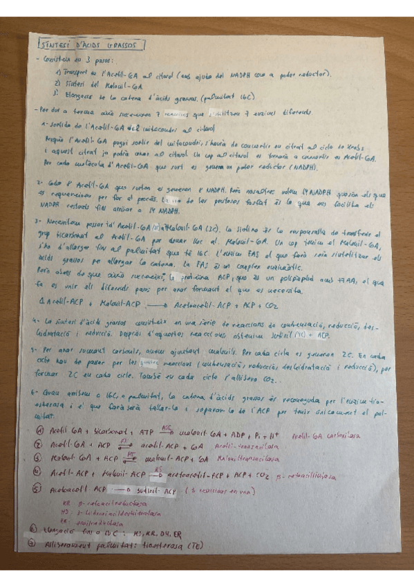 Miniatura del documento apunts-sintesi-dacids-grassos.pdf