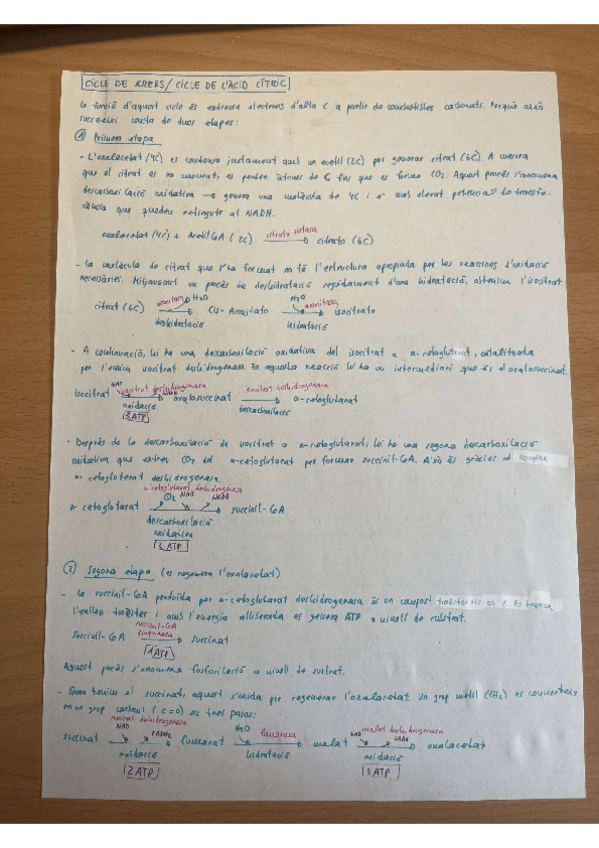 Miniatura del documento apunts-cicle-de-krebs-i-cicle-de-lacid-citric.pdf